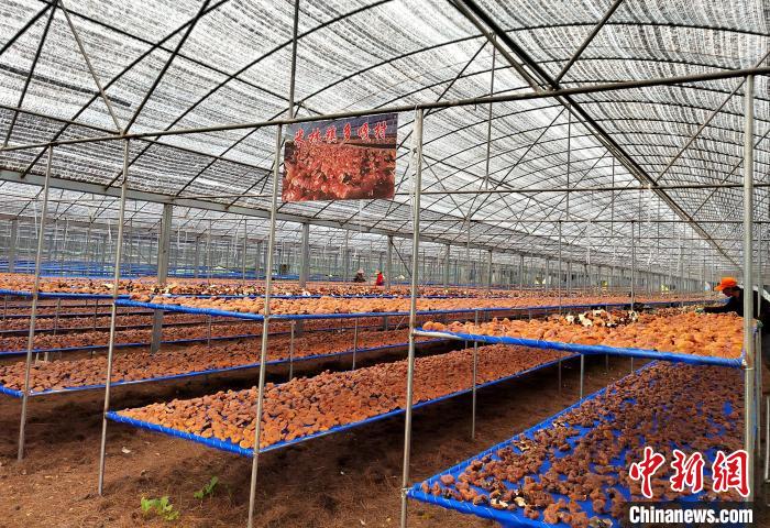 圖為紅太陽科技示范家庭農場采收的靈芝。 平措旺青供圖