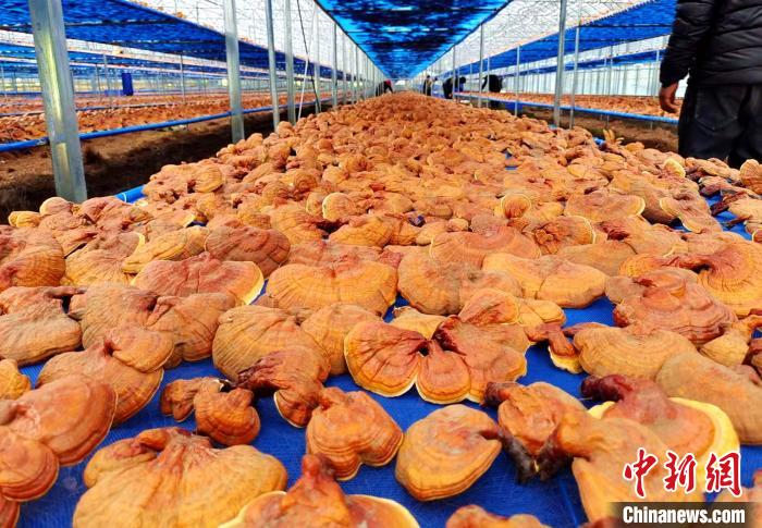 圖為紅太陽科技示范家庭農場采收的靈芝。 平措旺青供圖