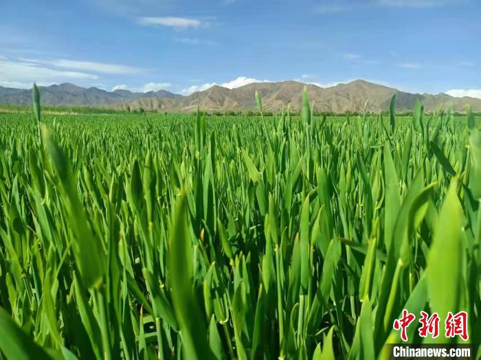 北大荒集團與西藏“牽手”種植優質“高原青稞”