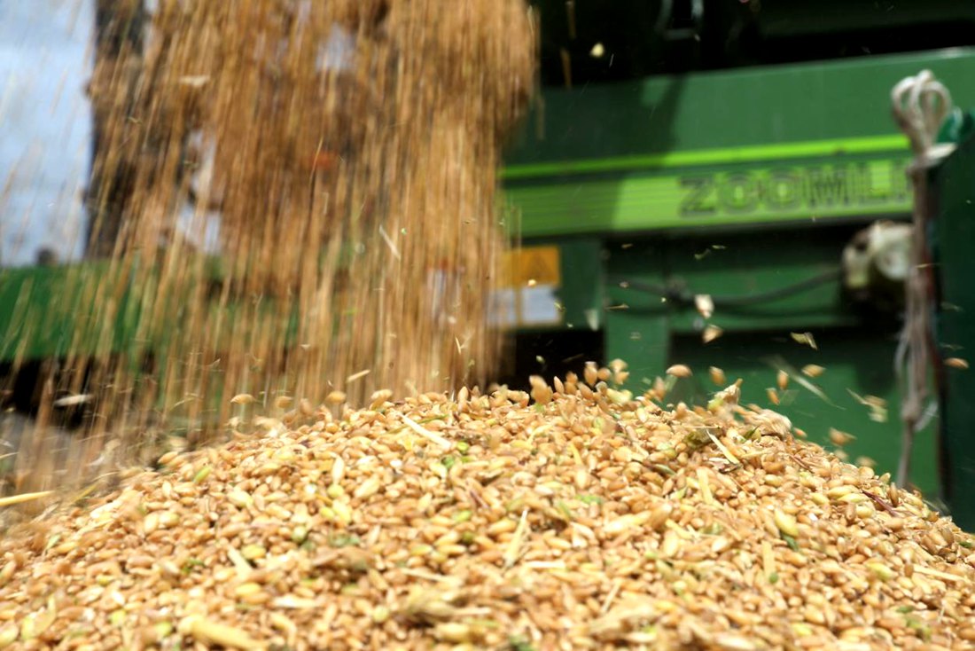 承載著希望的青稞,顆粒歸倉。洛克攝