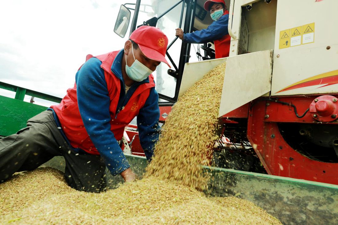 疫情之下,志愿者是田間最美的風景。洛克攝