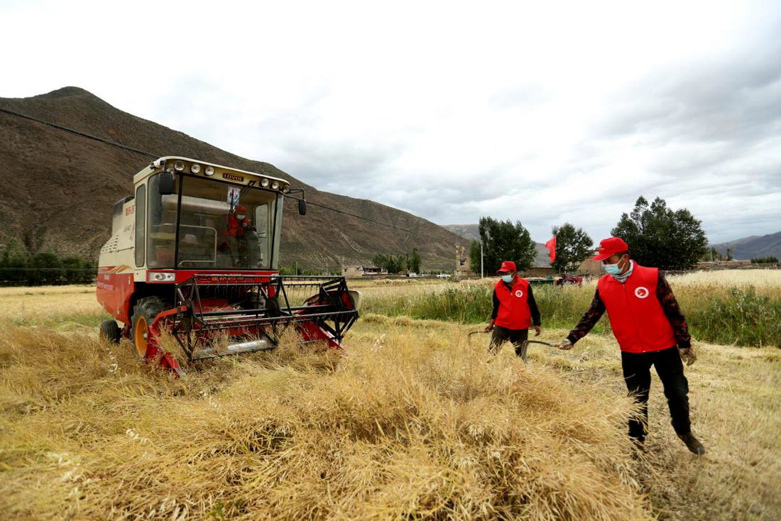 陣陣機械的轟鳴聲傳來豐收的喜悅。洛克攝