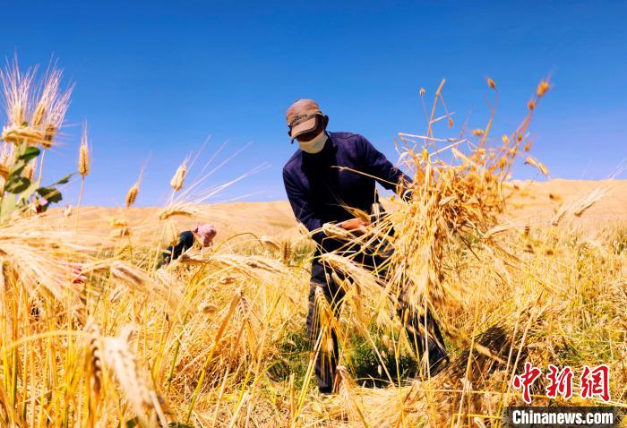 西藏迎來收獲季節