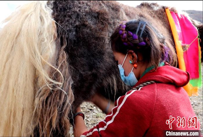 圖為牧民正在擠奶。　日喀則文聯供圖