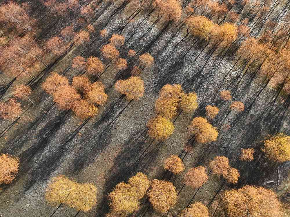 入冬時節，雅魯藏布江畔的樹林一片金黃。