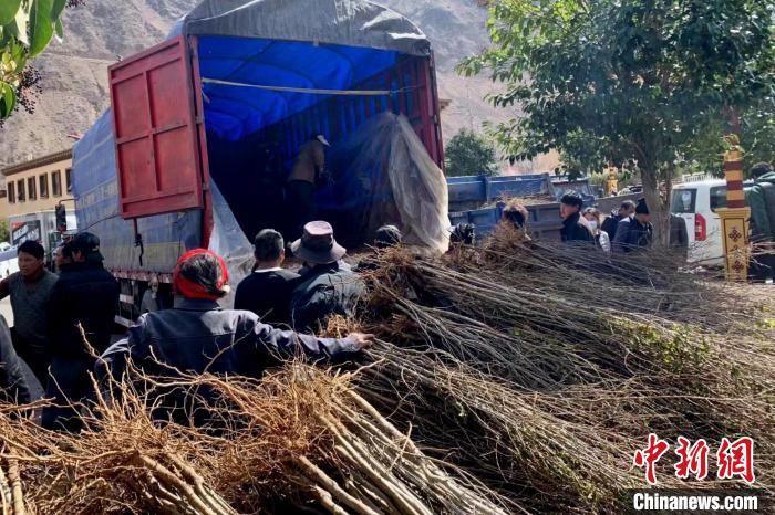 西藏芒康:綠色發展按下“快進鍵”打造特色生態經濟發展之路