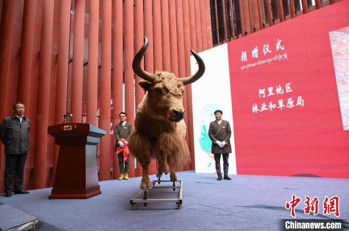 圖為阿里地區(qū)林草局捐贈(zèng)的金絲野牦牛標(biāo)本。　趙朗 攝