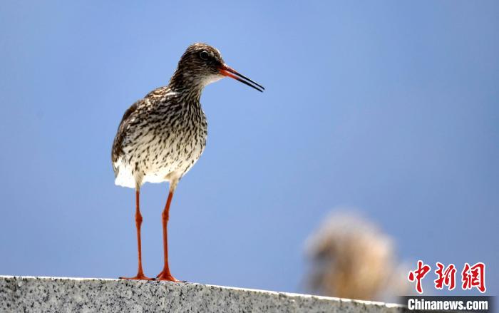 圖為6月22日，棲息在拉魯濕地的紅腳鷸。　李林 攝