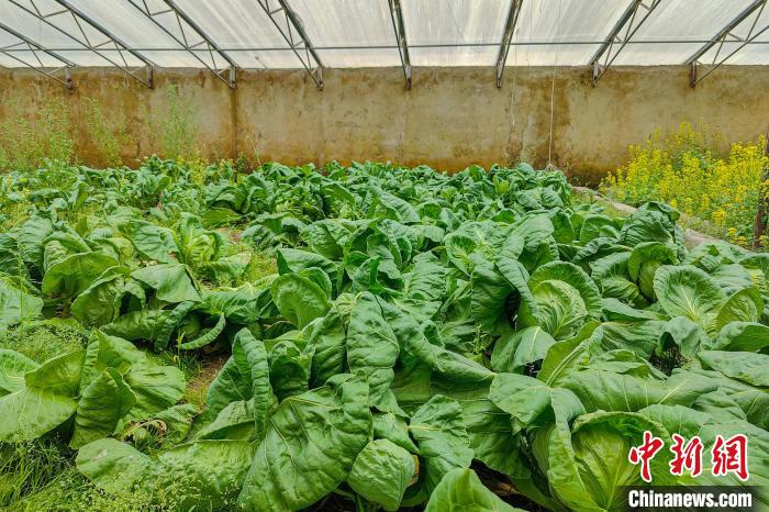 公珠湖執(zhí)勤點的大棚蔬菜,種菜是該執(zhí)勤點輪換民警們的日常。 龍小鳳 攝