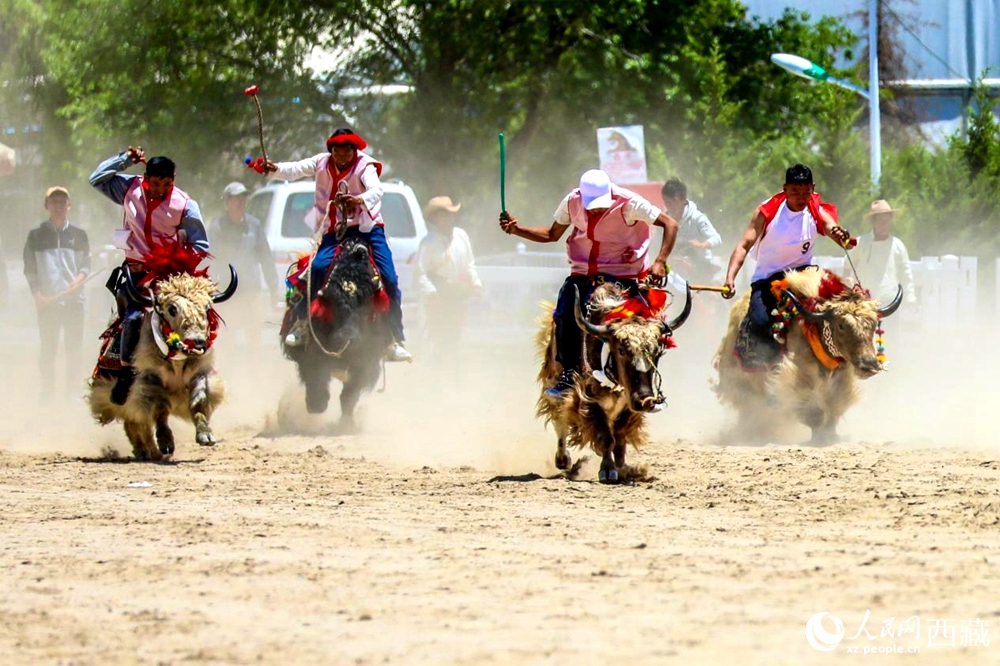 拉薩首屆農(nóng)牧民運(yùn)動會上的賽牦牛比賽。