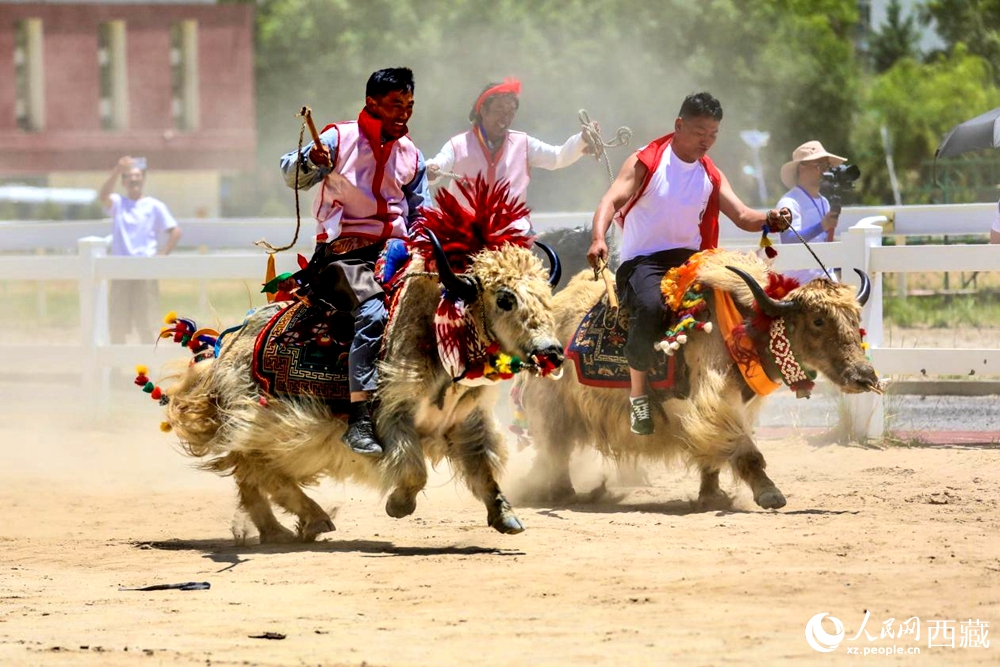 拉薩首屆農(nóng)牧民運(yùn)動會上的賽牦牛比賽。