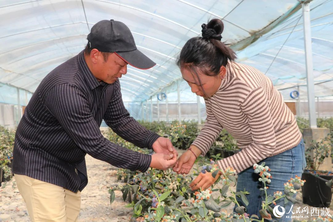 技術員劉家平和措姆在溫室大棚檢查藍莓的長勢。次仁龍布攝