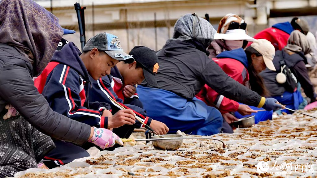 西藏定日：思政課“搬”進育苗基地【2】
